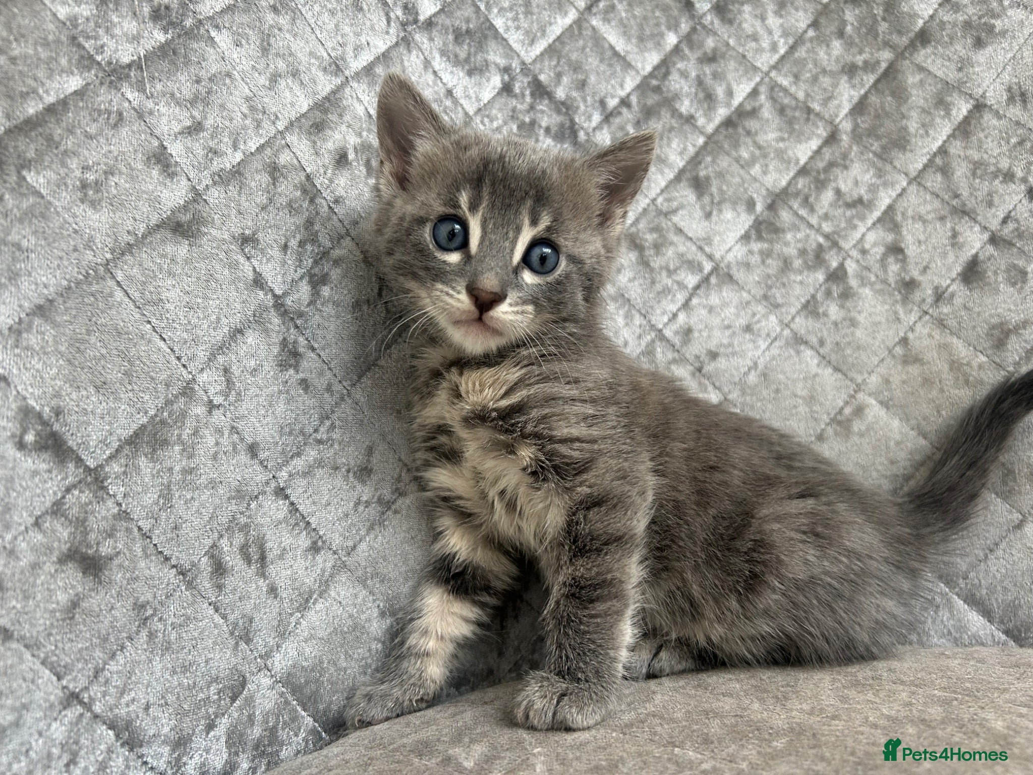 Bengal cats Gorgeous litter of TICA registered bengal kittens  - Advert 4