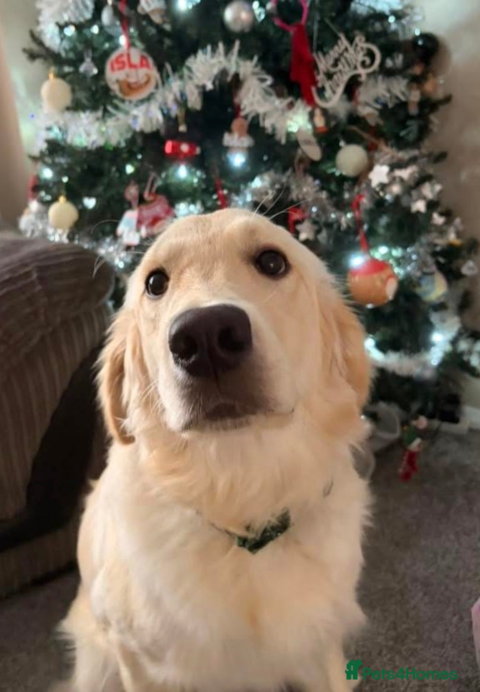 Golden Retriever dogs 1 year Golden Retriever - Advert 1