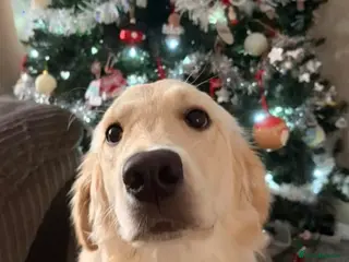 Golden Retriever dogs 1 year Golden Retriever - Advert 1