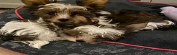 Biewer Terrier dogs for sale: Biewer Terrier Puppies in Halesowen - Advert 18