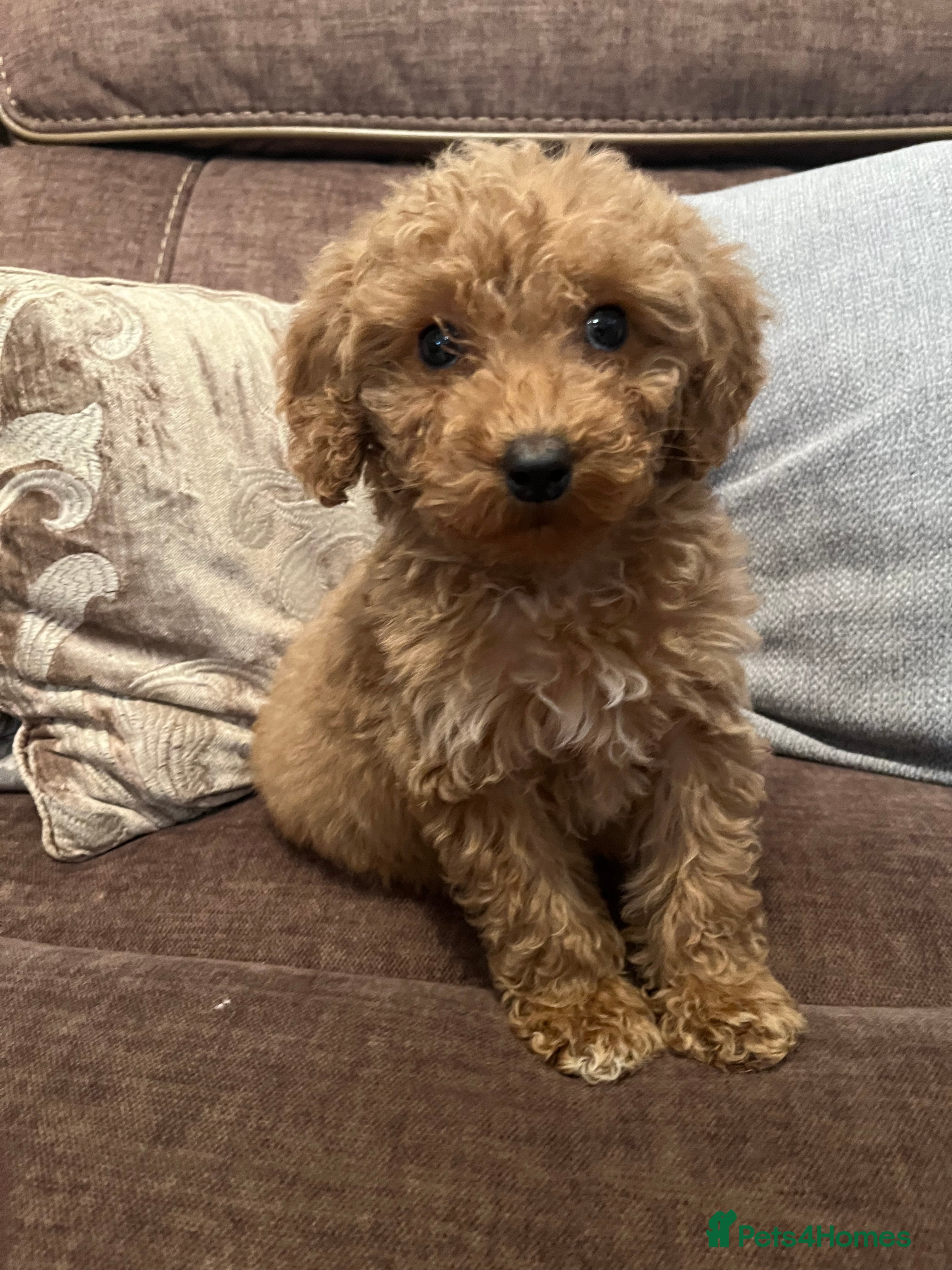 Cockapoo dogs 🩷🩷READY TO LEAVE🩷GORGEOUS🌟F1 Cockapoo pups  - Advert 5
