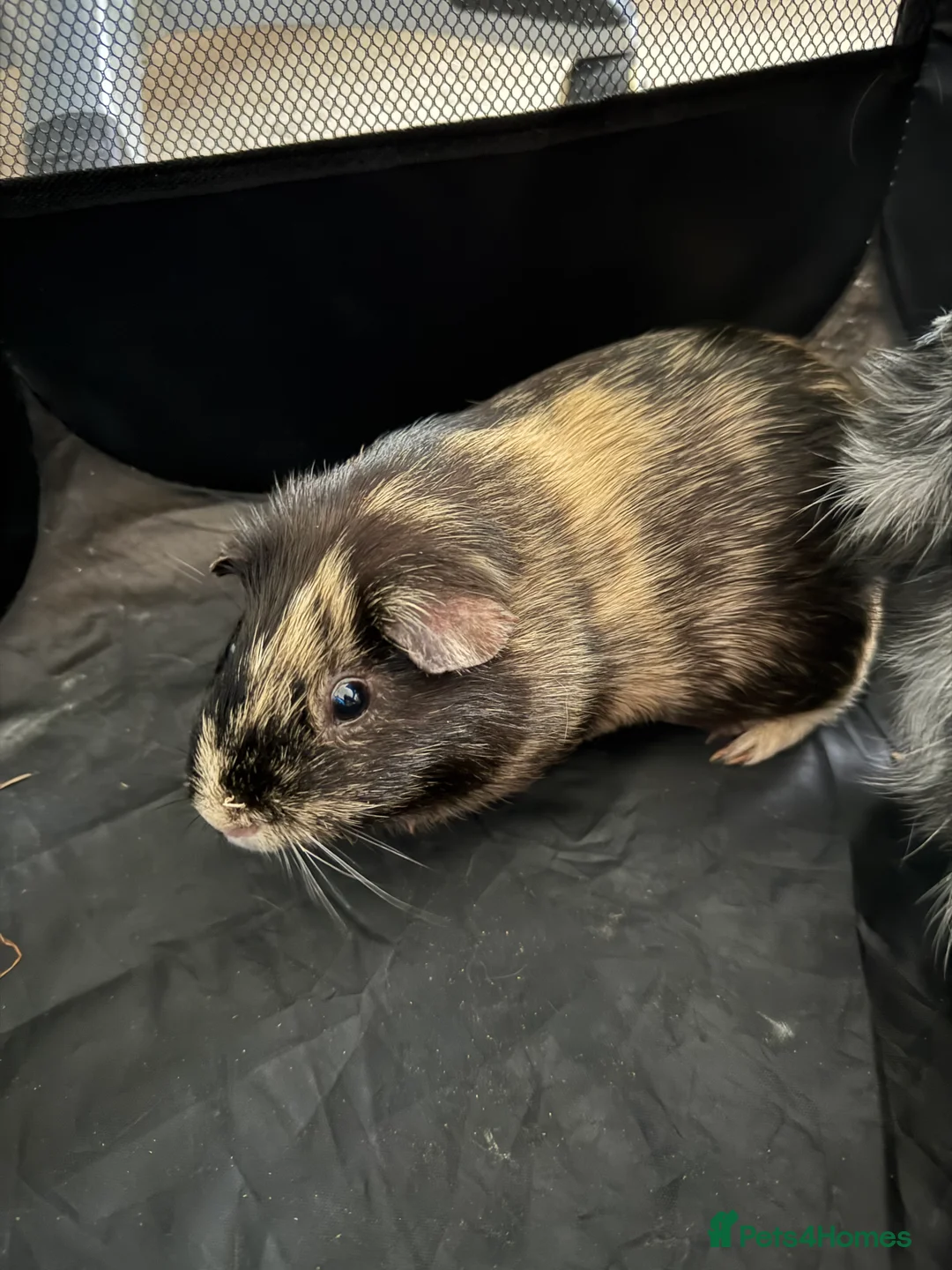 Guinea Pig rodents for sale: 2 male Guinea Pigs  in Hereford - Advert 7