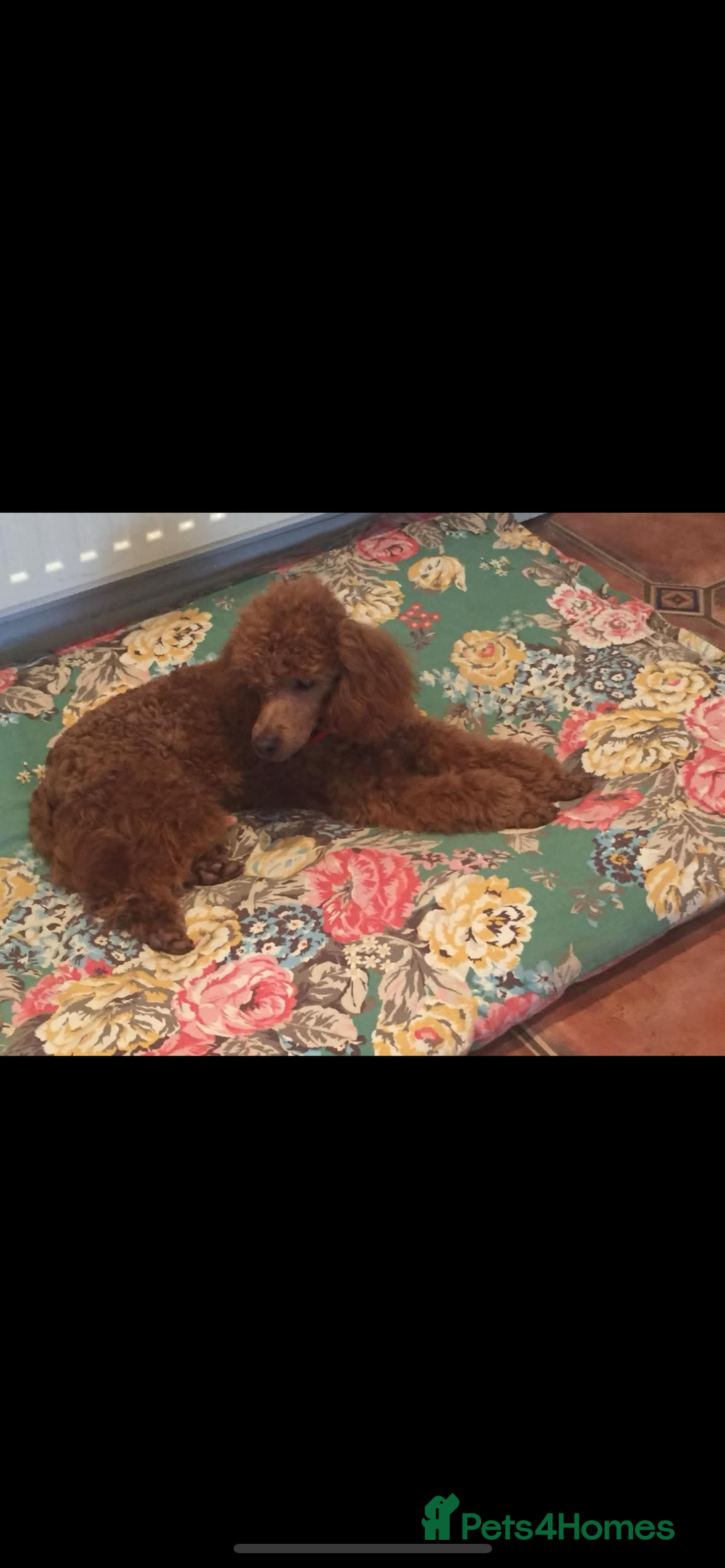 Cavapoo dogs for sale: Cavapoos puppies  - Image 2