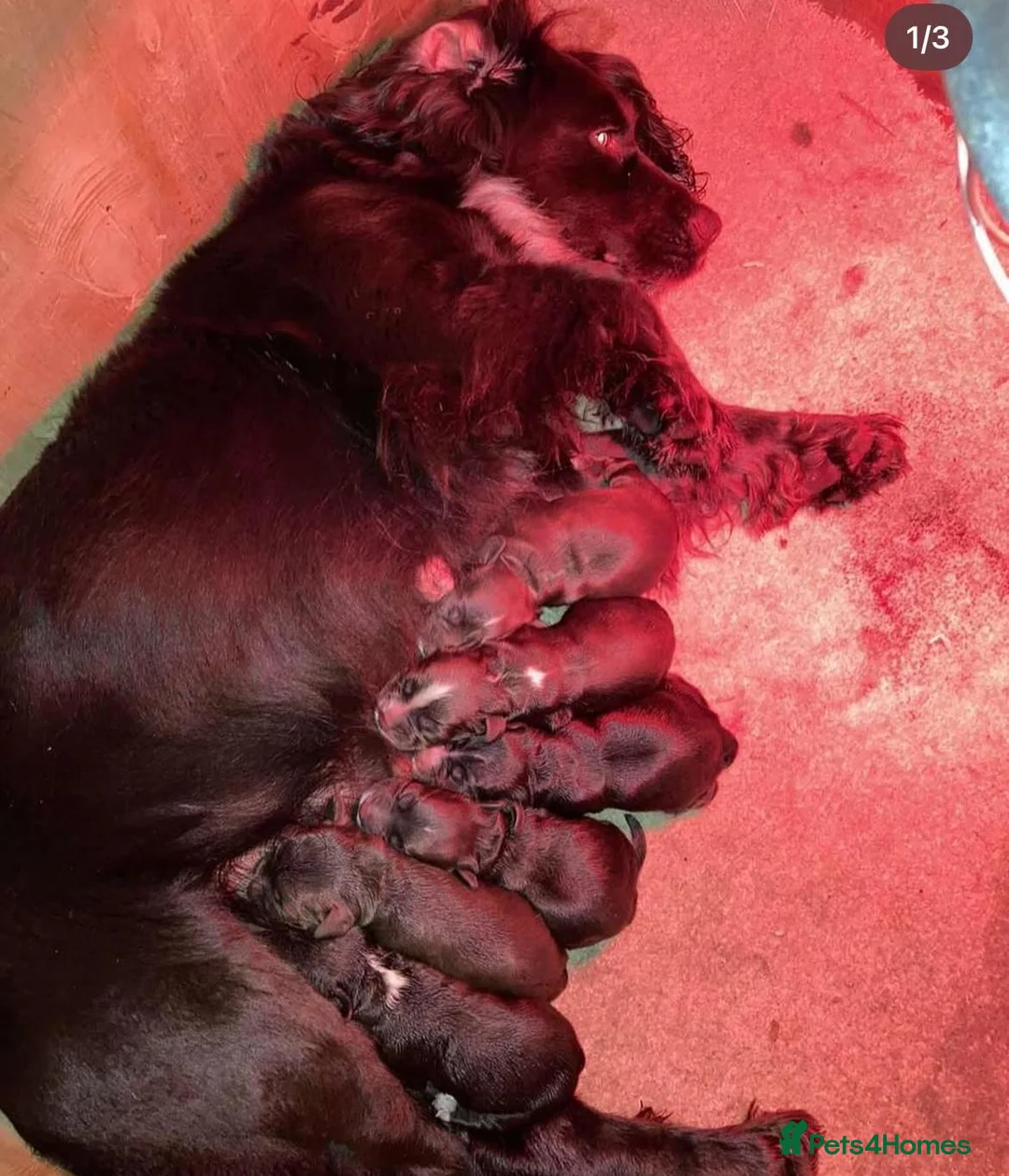 Cocker Spaniel dogs for stud: Handsome working cocker spaniel for stud!! - Advert 13