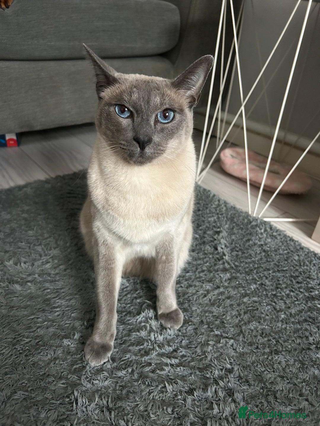 Siamese cats for sale: Blue Point Siamese Cat Looking for a New Home 💙 - Image 6