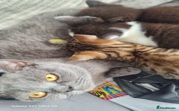 British Shorthair cats for sale: Female kitten  - Image 3