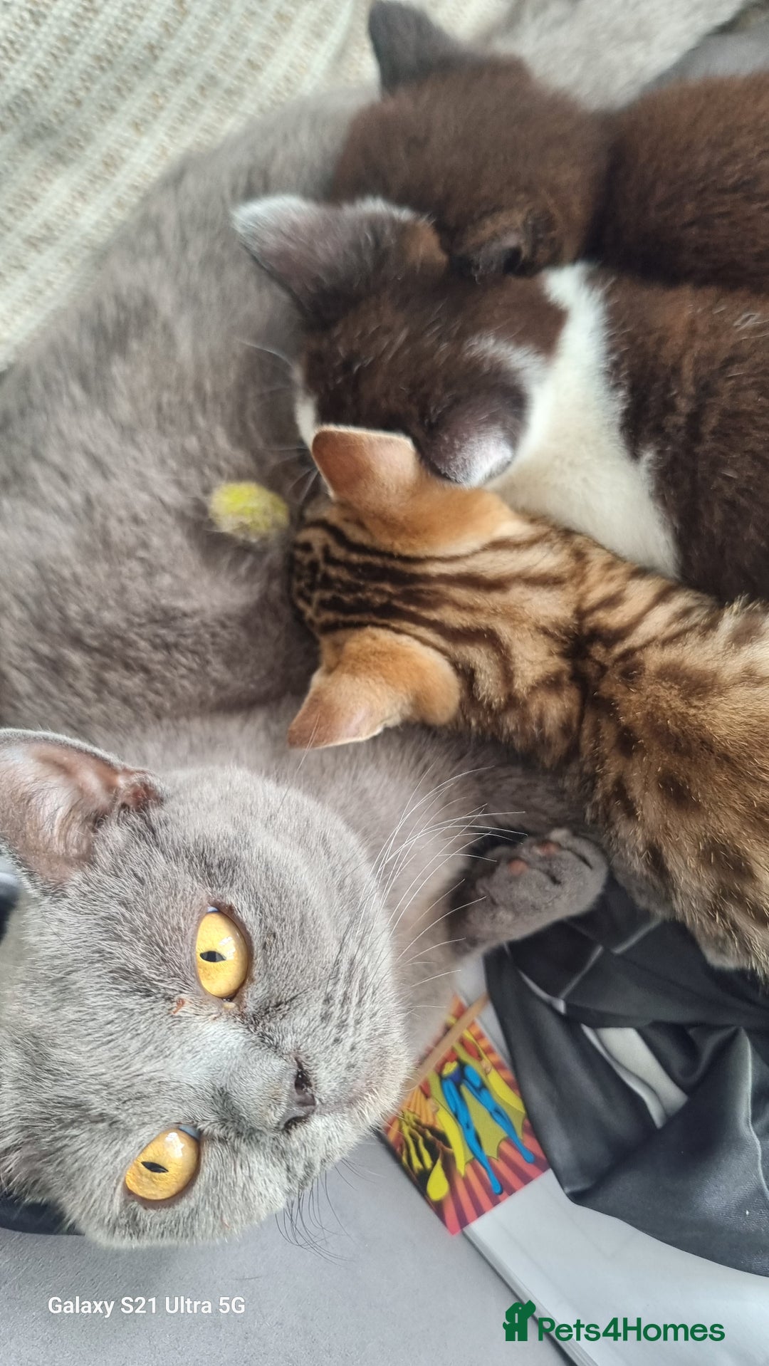 British Shorthair cats for sale: Female kitten  - Image 3