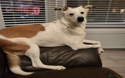 Mixed Breed dogs for adoption: Rescue dog Milly is looking for her second chance - Advert 3