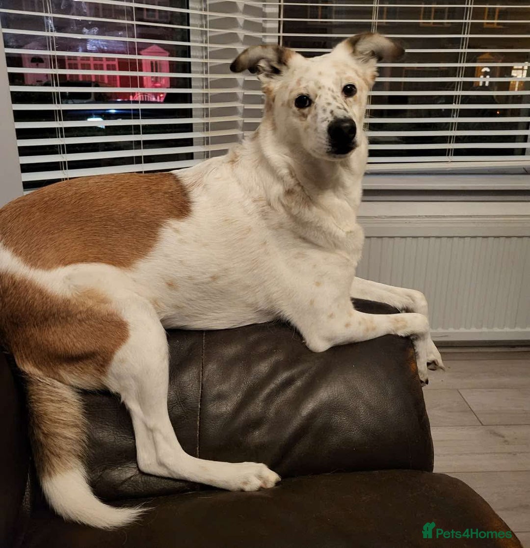 Mixed Breed dogs for adoption: Rescue dog Milly is looking for her second chance - Advert 3