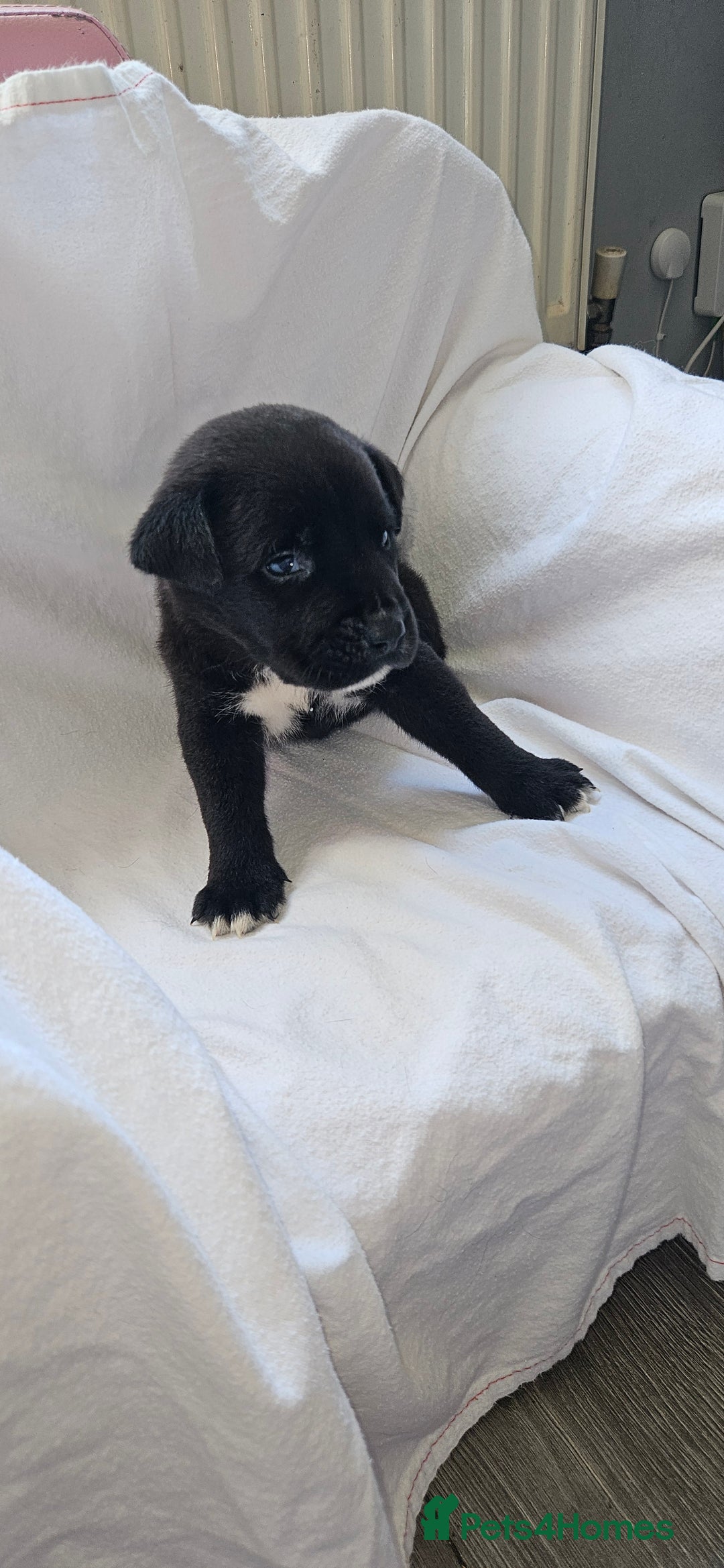 Mixed Breed dogs for sale: Huge American akita x cane corso pups - Advert 22