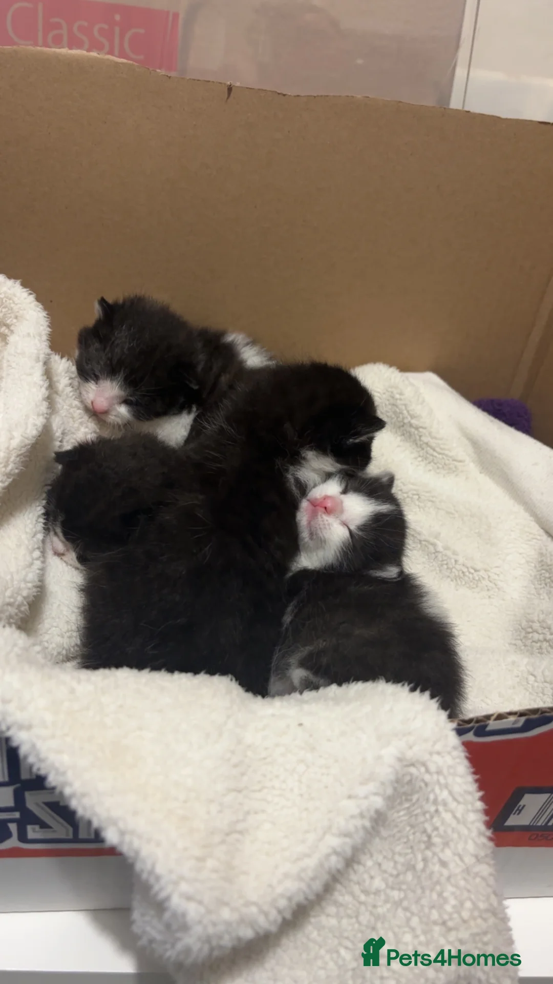 Mixed Breed cats for sale: Moggies  - Advert 17