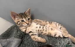 Bengal cats for sale: Bengals cross - Image 17
