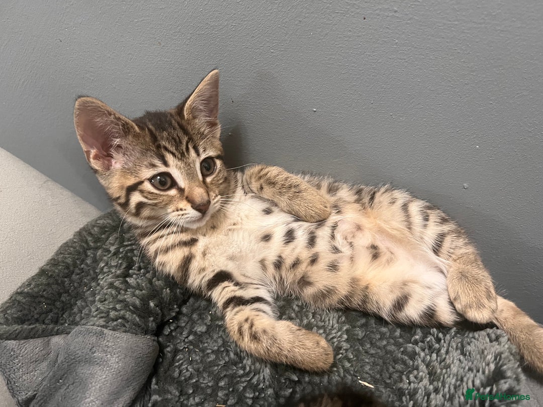 Bengal cats for sale: Bengals cross - Image 17