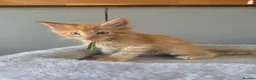 Maine Coon cats for sale: Maine Coon Red Tabby Gingers - Advert 9
