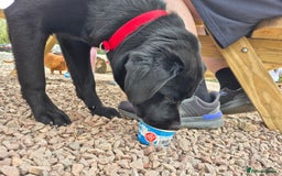 Labrador Retriever dogs for sale: Rehome Beautiful Lab - Image 4