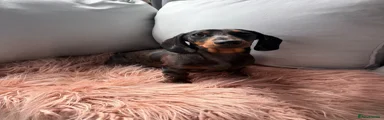Miniature Dachshund Puppy 1
