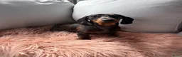 Miniature Dachshund dogs for sale: Beautiful Miniature Dachshund Puppies for sale in Nottingham - Advert 6