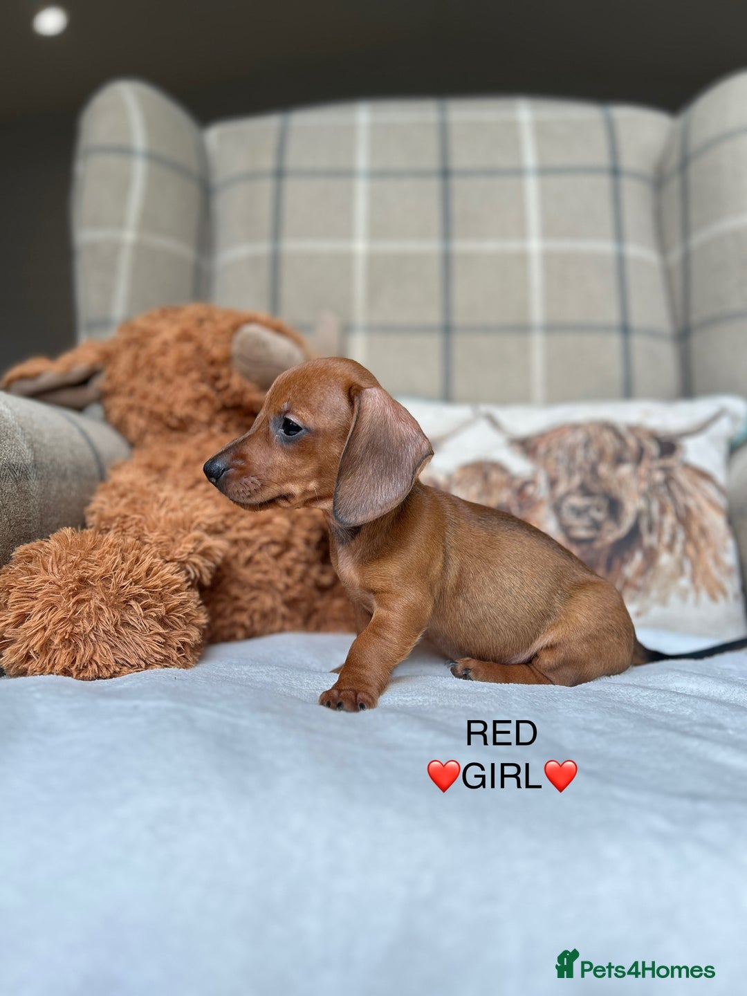 Miniature Dachshund dogs for sale: ❤️MINIATURE DACHSHUNDS❤️ - Image 17