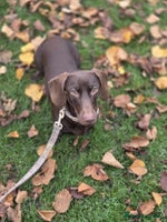 Miniature Dachshund dogs Dachshund Sad Rehome - Advert 1