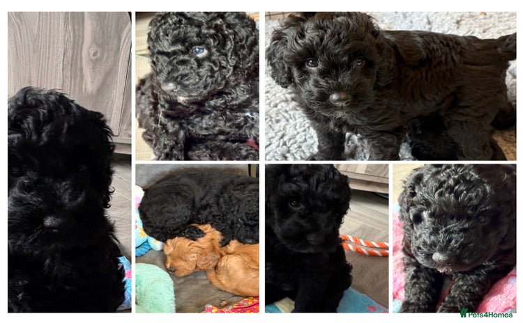 Australian Labradoodle dogs - Advert 1
