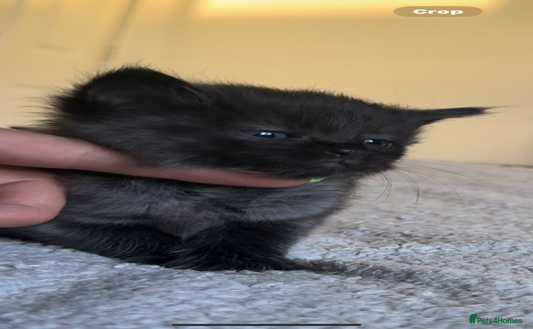 Ragdoll cats - Advert 3