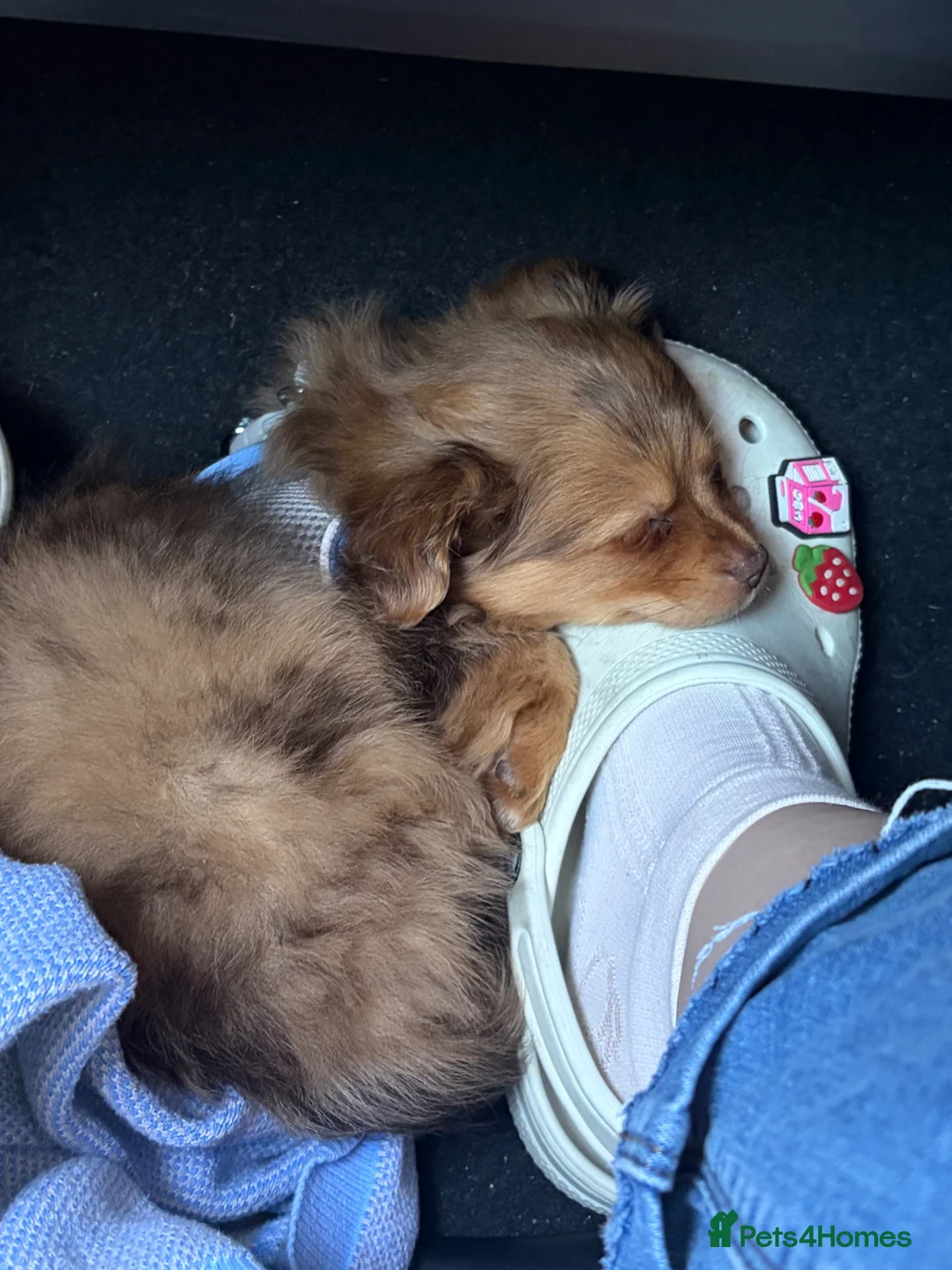 Mixed Breed dogs for sale: Mix puppy  - Advert 2