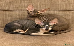 Cornish Rex cats for sale: Selling our beautiful Cornish Rex brothers - Image 18