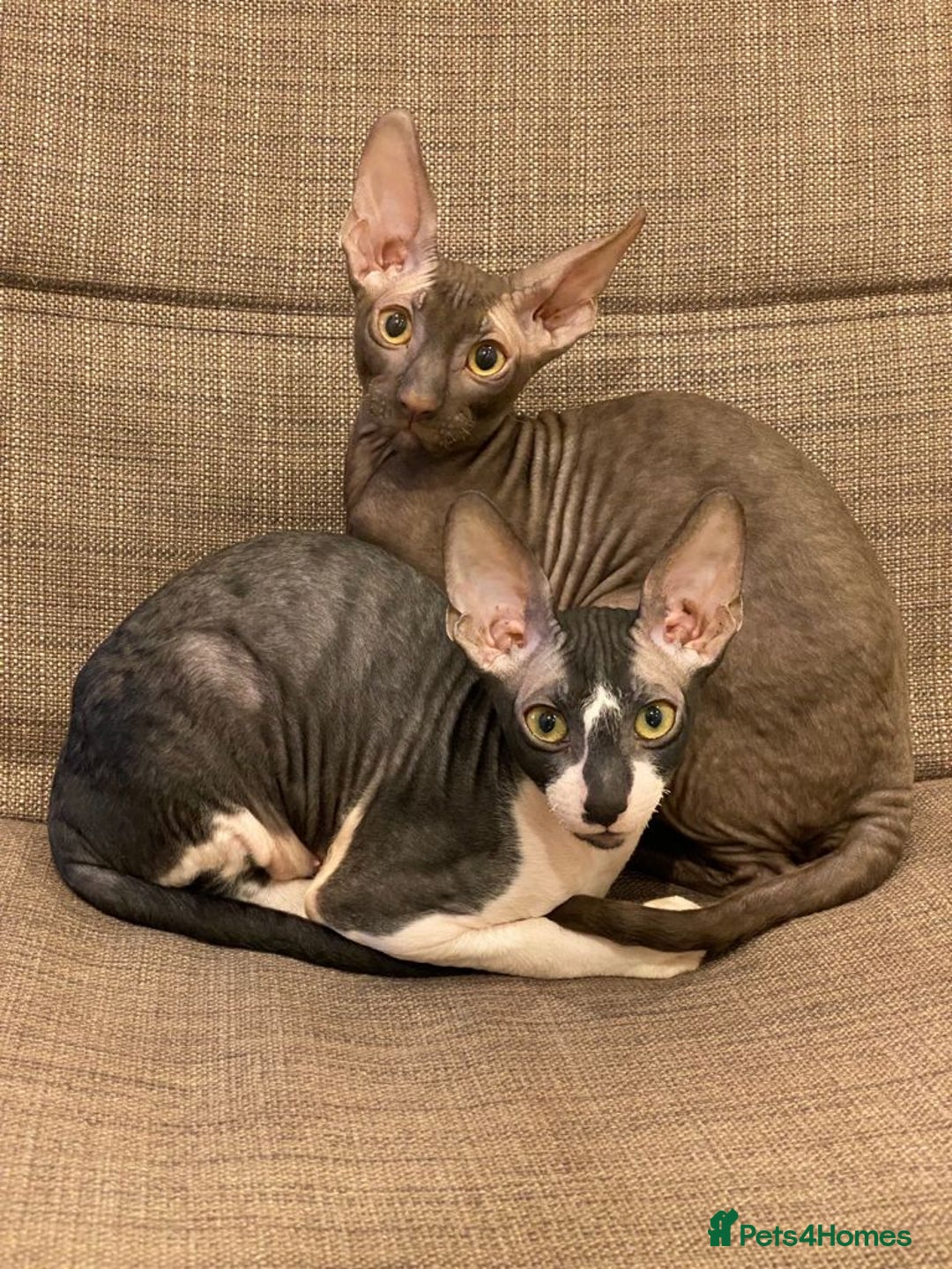 Cornish Rex cats for sale: Selling our beautiful Cornish Rex brothers - Image 18