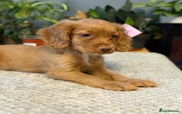 Cocker Spaniel dogs for sale: Four beautiful *working* cocker spaniel puppies - Advert 35