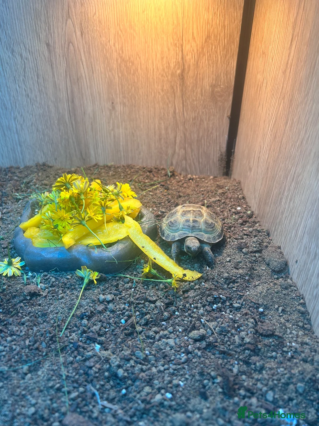 Tortoise reptiles for sale: Horsefield tortoise  in Stourbridge - Advert 2