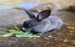 Rex rabbits for sale: Beautiful Mini Rex Does  - Image 2