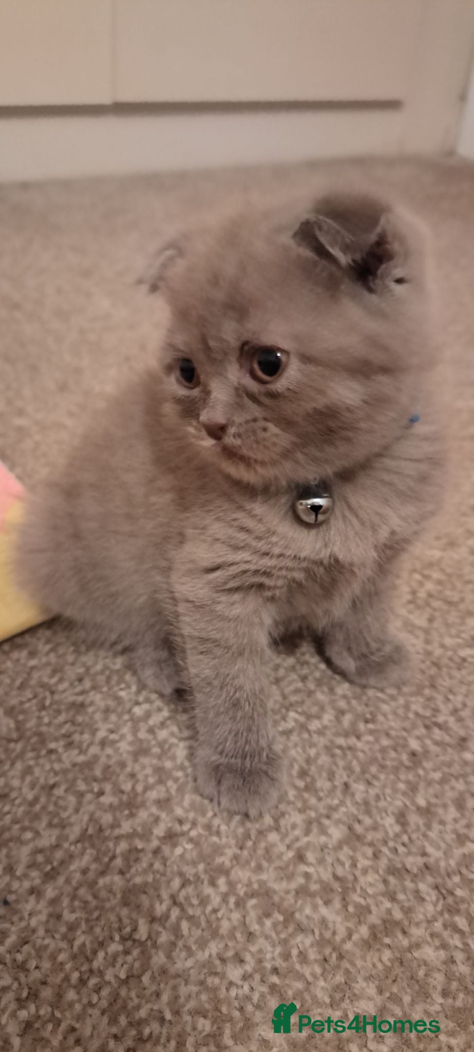 Scottish Fold cats Scottish fold & british straignt kittens  - Advert 18