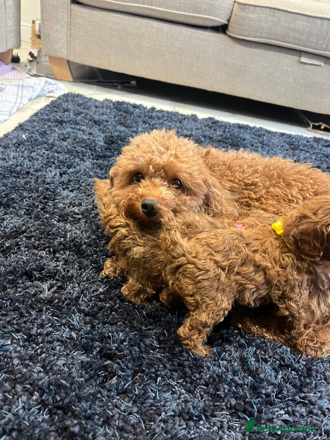 Miniature Poodle dogs for sale: FOX Red Miniature Poodles!!! 400 Health Tests!! - Advert 14