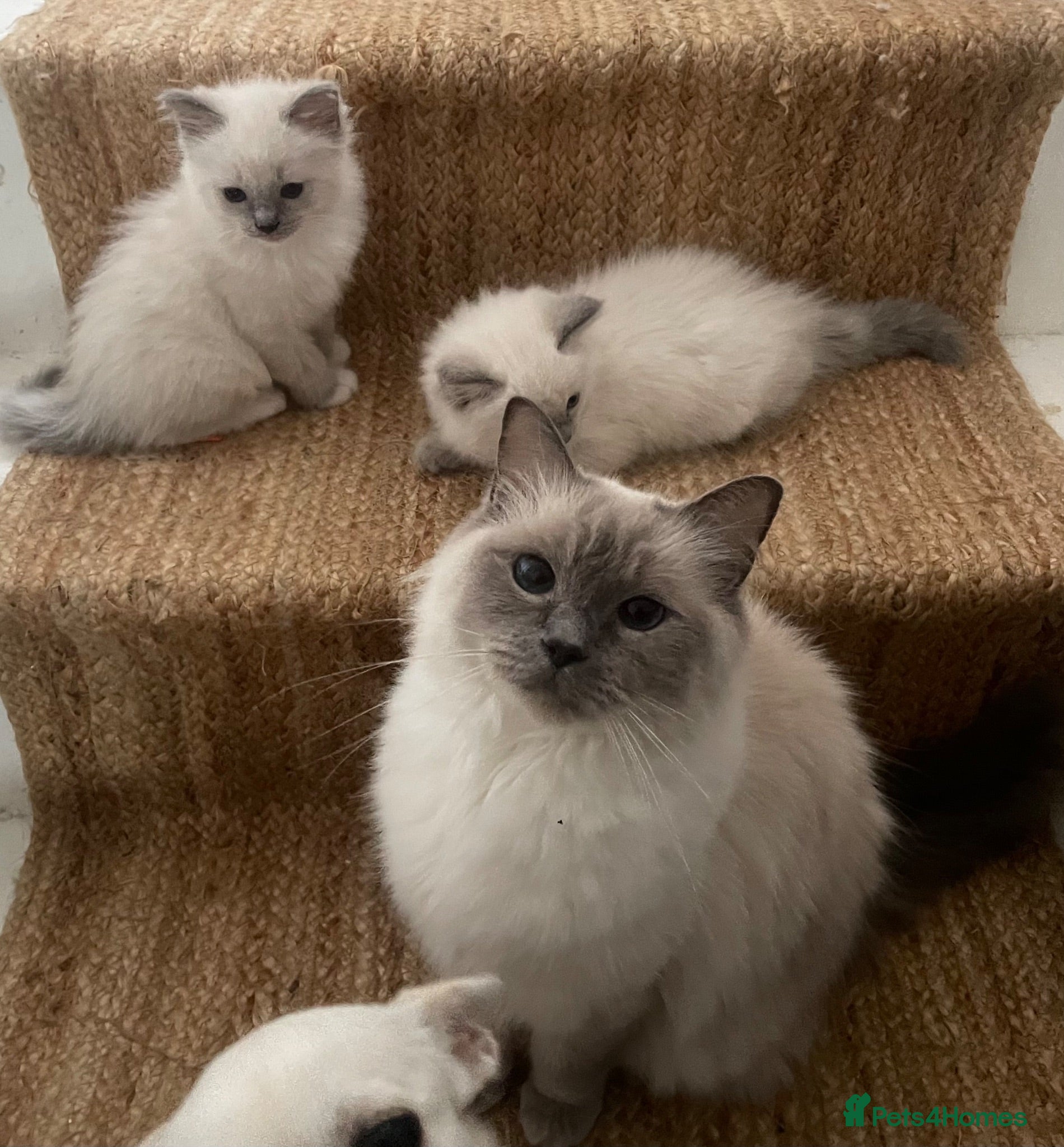 Ragdoll cats GCCF pedigree ragdolls  - Advert 7