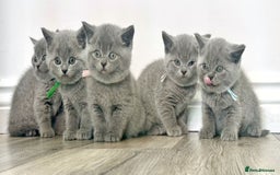 British Shorthair cats for sale: Amazing BSH kittens - Image 4