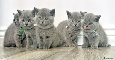 British Shorthair cats - Advert 11