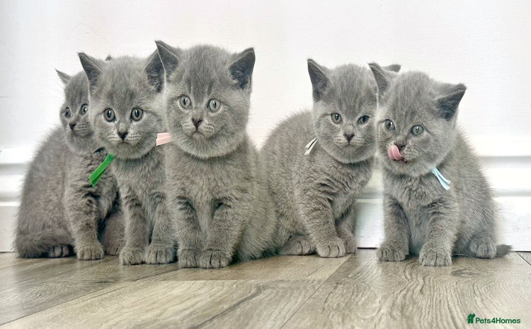 British Shorthair cats - Advert 12