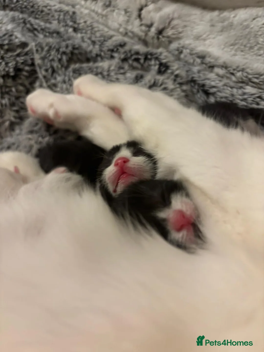 British Shorthair cats for sale: Kittens For Sale - Advert 2