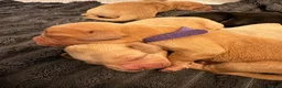 Cockerdor dogs for sale: Cockerdor Puppies - Advert 10