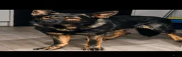 German Shepherd dogs for sale: Cooper Von Barwolves  - Advert 1