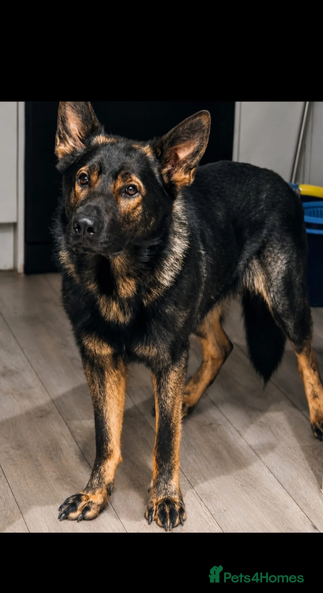 German Shepherd dogs for sale: Cooper Von Barwolves  - Advert 1