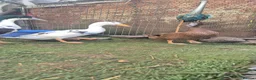 Ducks poultry for sale: 3 drakes for sale - Advert 10