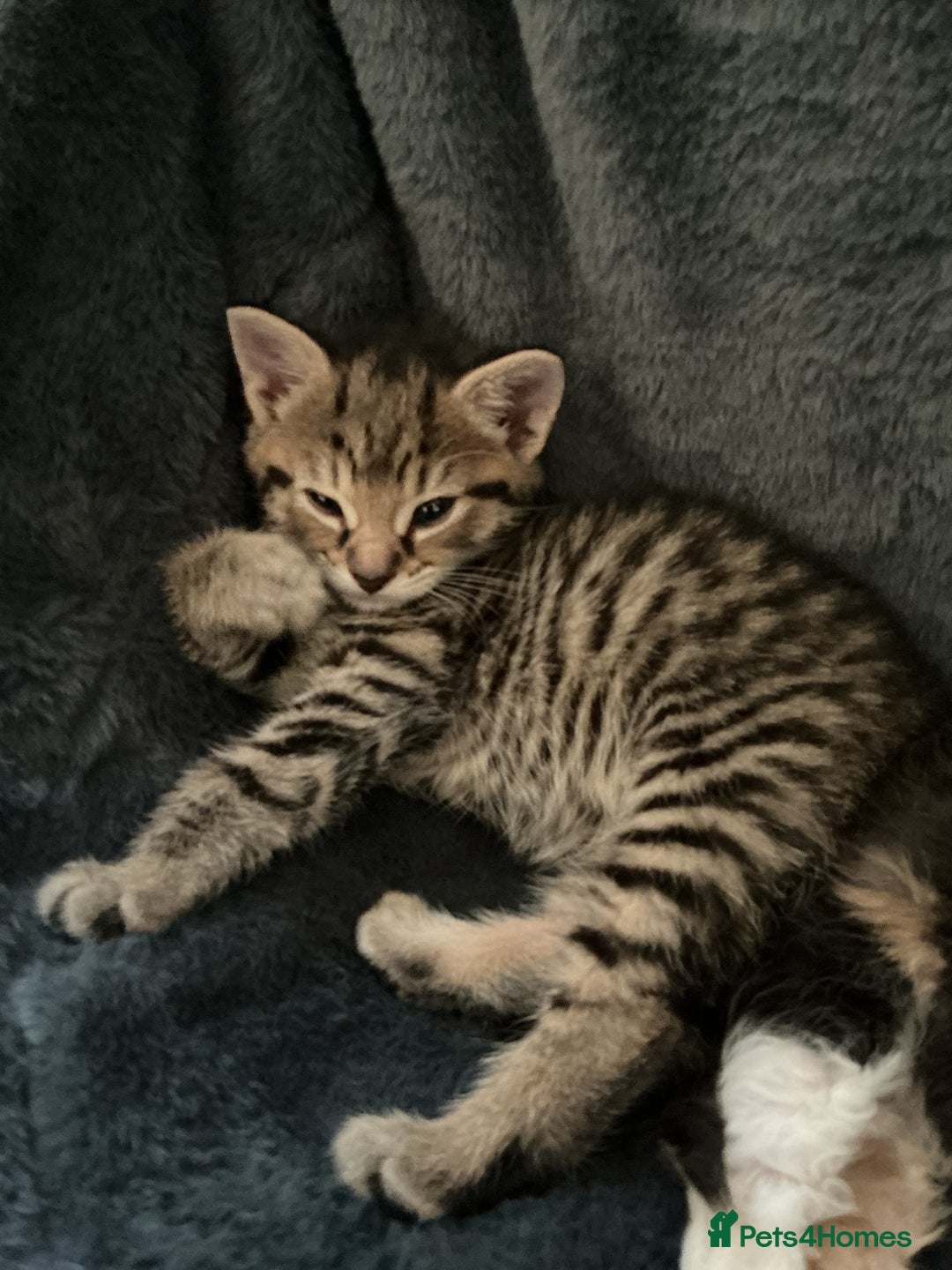 Domestic Shorthair cats for sale: Black-white-Ginger kitten - Advert 20