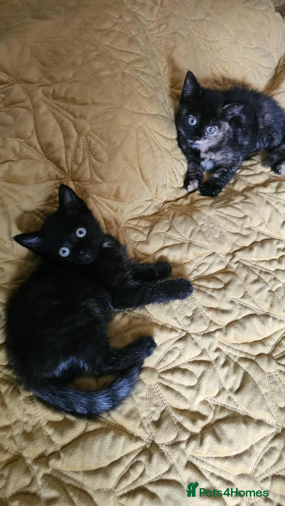 British Shorthair cats for sale: PURE BSH KITTENS READY NOW! - Image 15