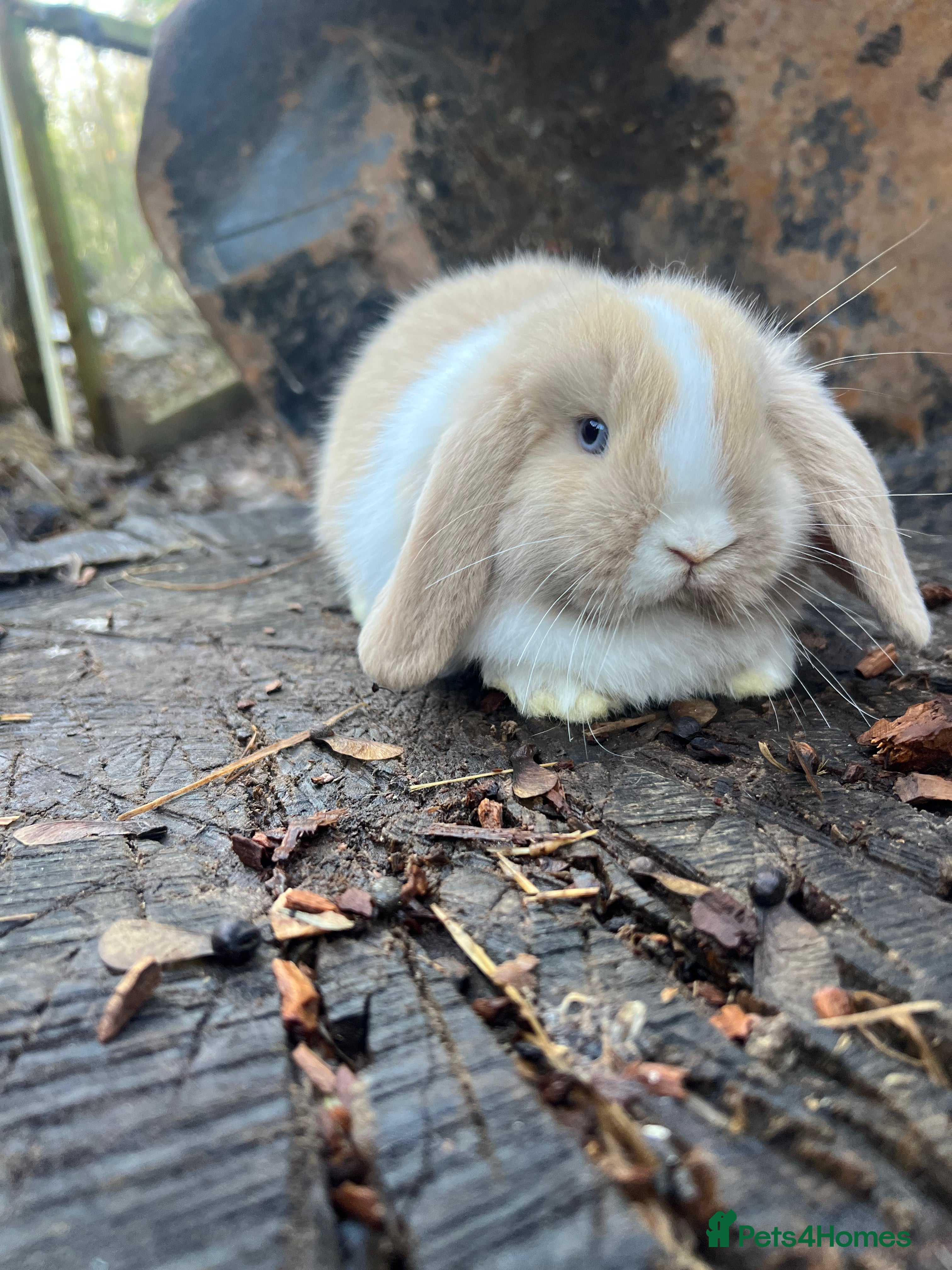 Mini Lop rabbits UPDATED 29th DEC 100% Pure Bred Friendly Mini Lops - Advert 15