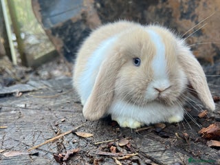 Mini Lop rabbits UPDATED 29th DEC 100% Pure Bred Friendly Mini Lops - Advert 15