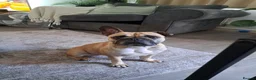 French Bulldog dogs for sale: Mimi - 4 year old french bulldog  - Advert 1