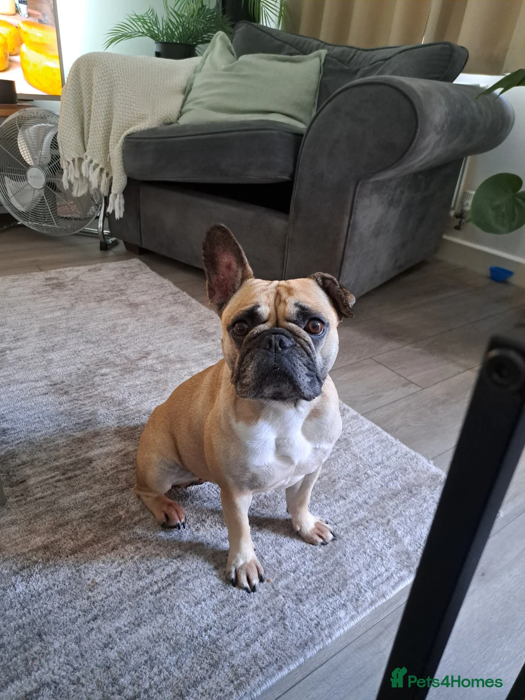 French Bulldog dogs for sale: Mimi - 4 year old french bulldog  - Advert 1