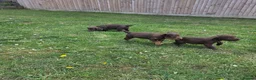 Cocker Spaniel dogs for sale: 🤎 (((READY NOW))) KC Working Cocker Spaniels 🤎 - Advert 24
