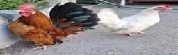 Chickens poultry for sale: Malaysian serama pair - Advert 1
